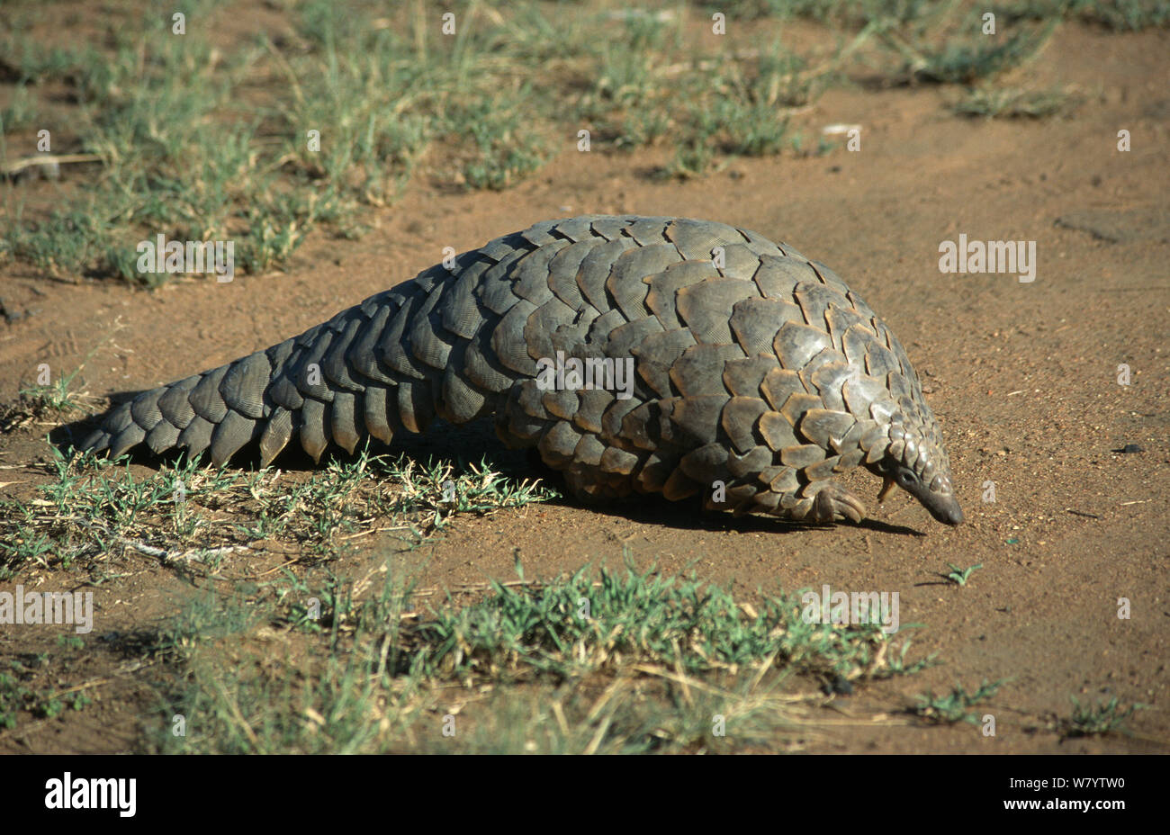 Gigante (pangolin Manis gigantea) camminando lungo il terreno, Tanzania. Foto Stock