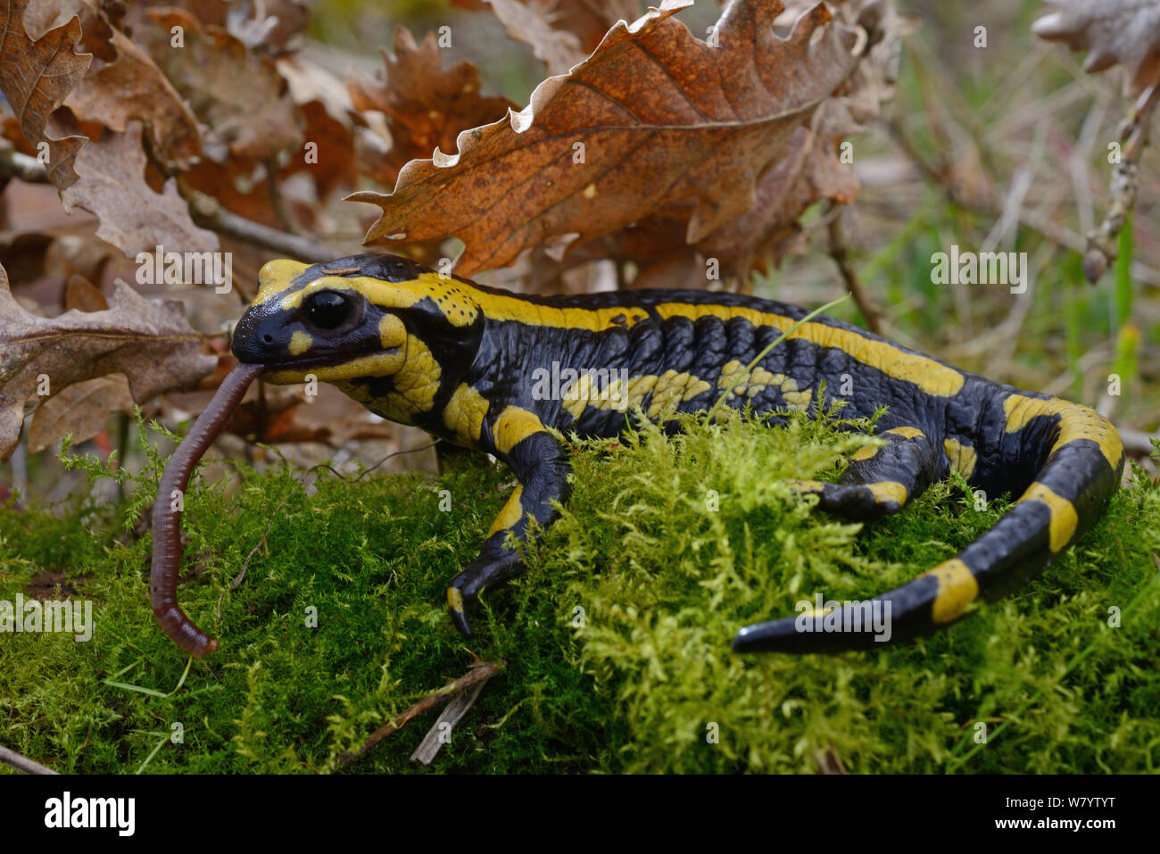 Salamandra pezzata (Salamandra salamandra) mangiare un lombrico, Poitou, Francia. Marzo. Foto Stock