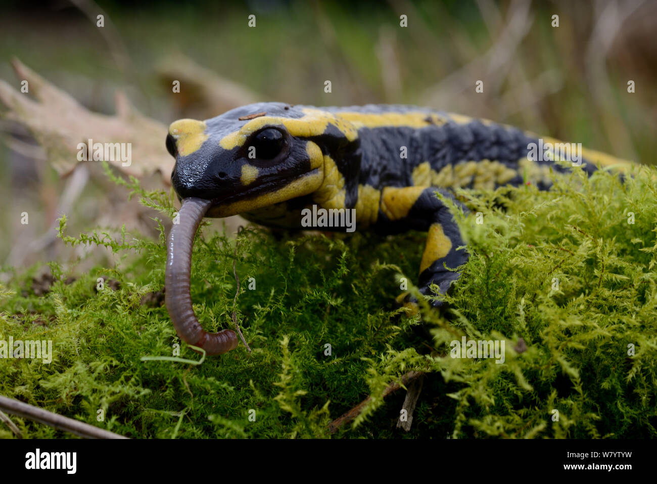 Salamandra pezzata (Salamandra salamandra) mangiare un lombrico, Poitou, Francia. Marzo. Foto Stock