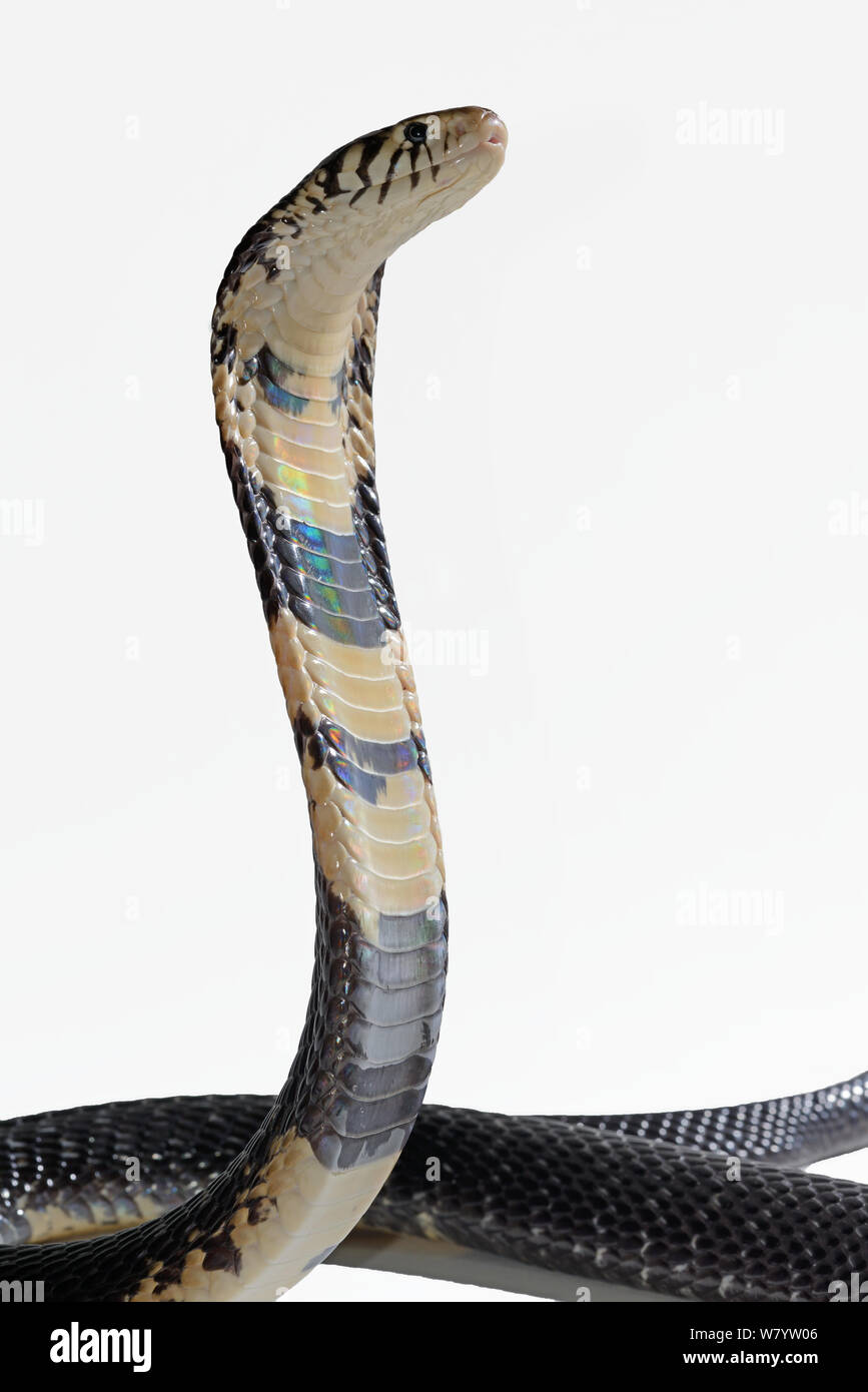 Forest cobra (Naja melanoleuca) nel display di minaccia, captive, avviene in Africa. Foto Stock