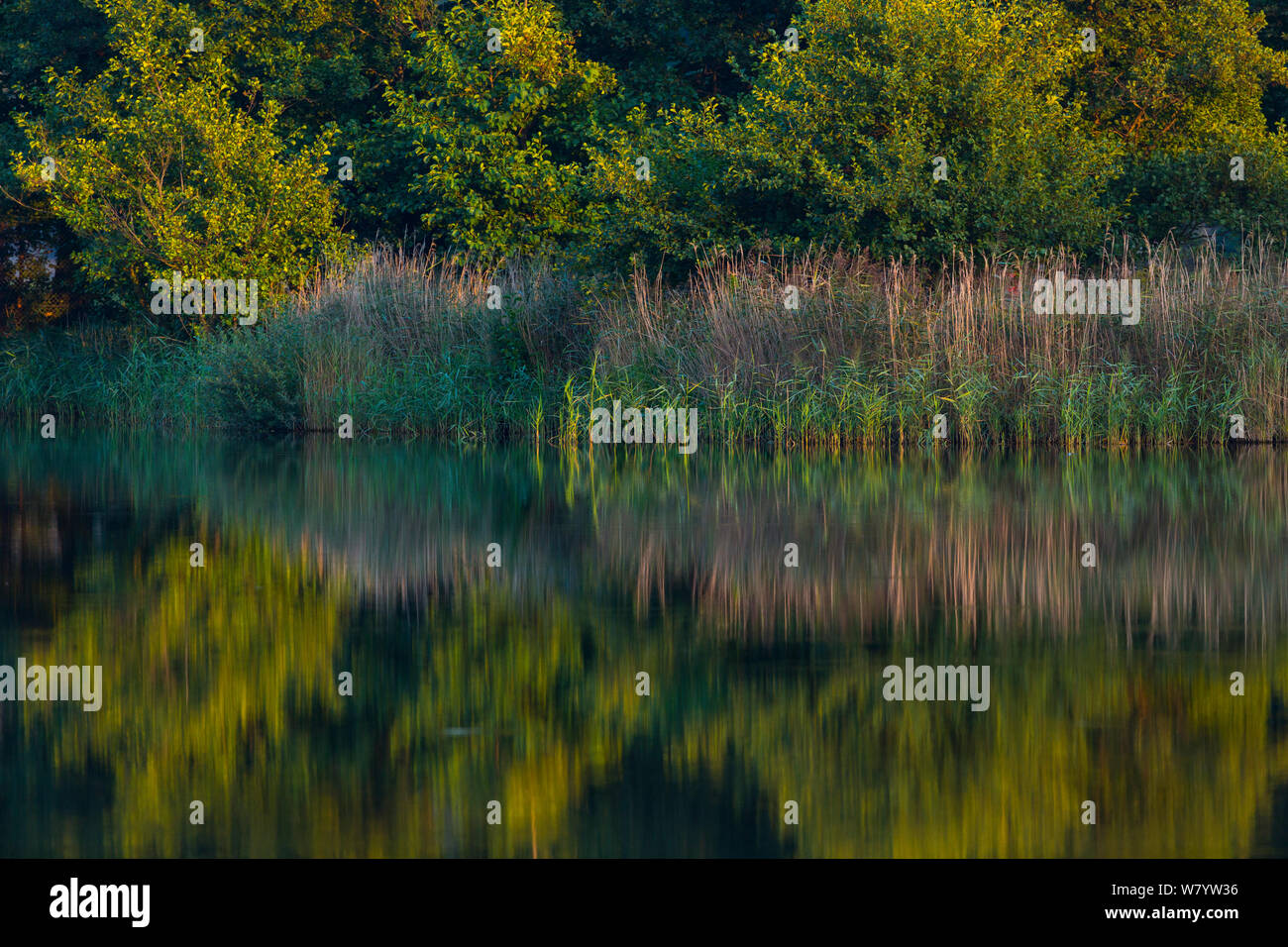 Riflessioni in stagno, Dyrehaven, Danimarca, Settembre. Foto Stock