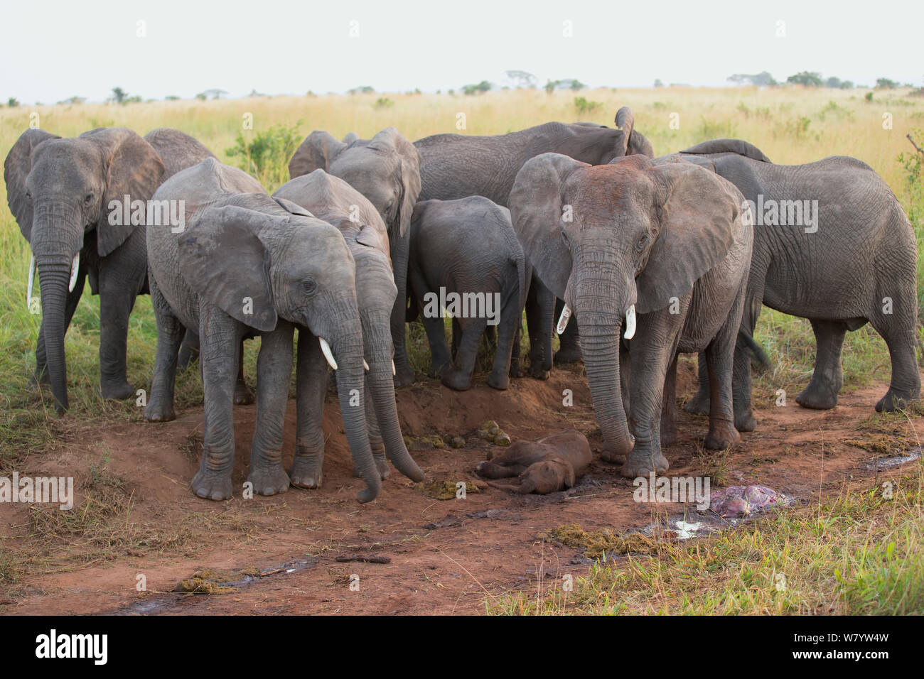 L'elefante africano (Loxodonta africana) intorno a madre come il lutto per abortite posa di vitello in carreggiata. Parco Nazionale di Tarangire e, Tanzania Foto Stock