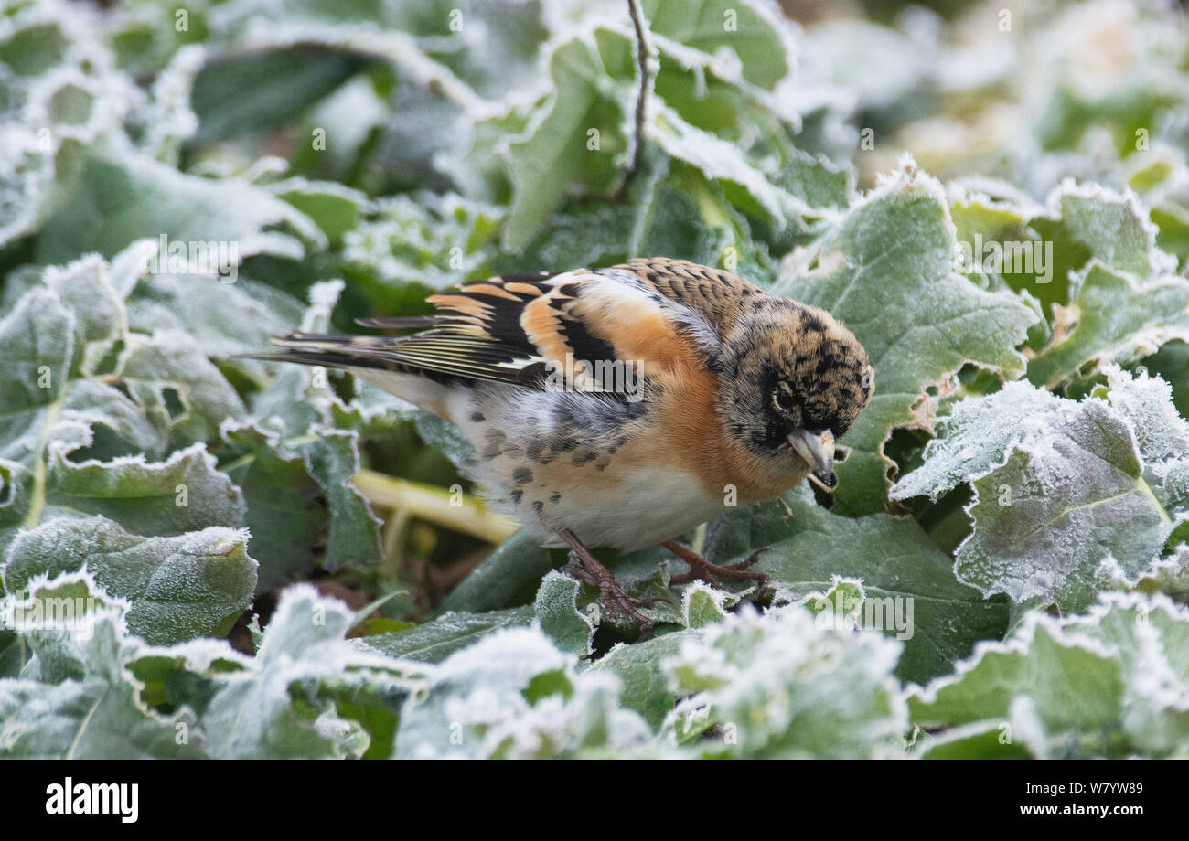 Brambling (Fringilla montifringilla) maschio in inverno piumaggio rovistando intorno frosty brassica raccolto. Bassa Sassonia, Germania. Febbraio. Foto Stock