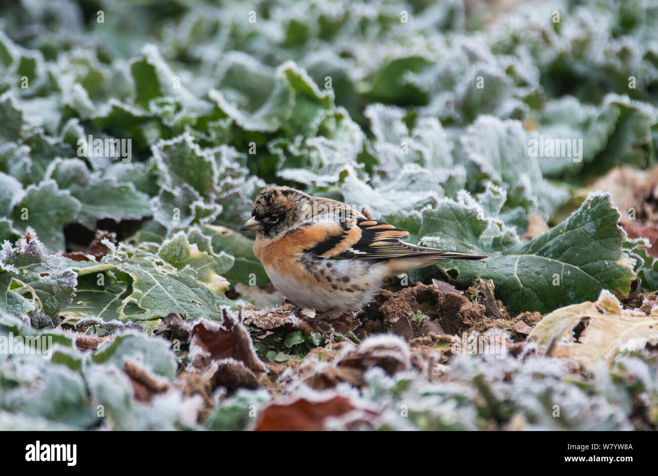Brambling (Fringilla montifringilla) maschio in inverno piumaggio rovistando intorno frosty raccolto. Bassa Sassonia, Germania. Febbraio. Foto Stock