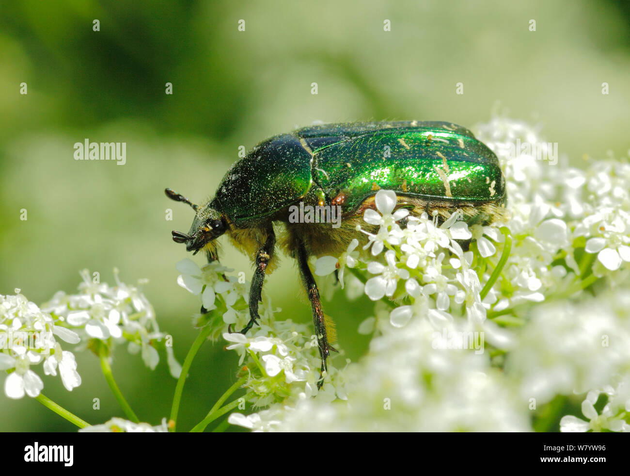 Rose (Chafer Cetonia aurata) alimentazione di mucca prezzemolo (Anthriscus sylvestris) a sud-ovest di Londra. Nel Regno Unito, in marzo. Foto Stock