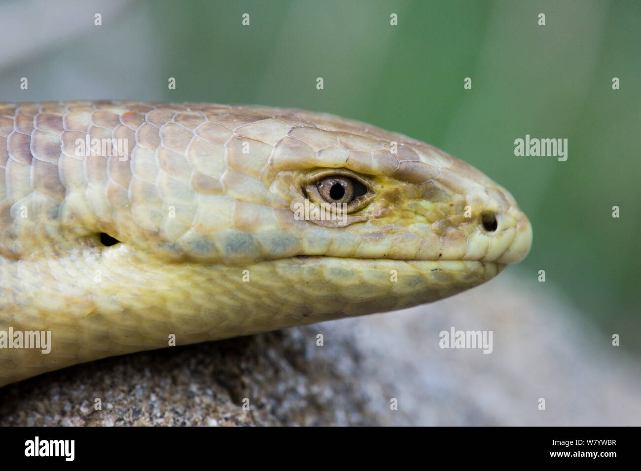 Sheltopusik (Pseudopus apodus) ritratto, Armenia, maggio. Captive Foto Stock