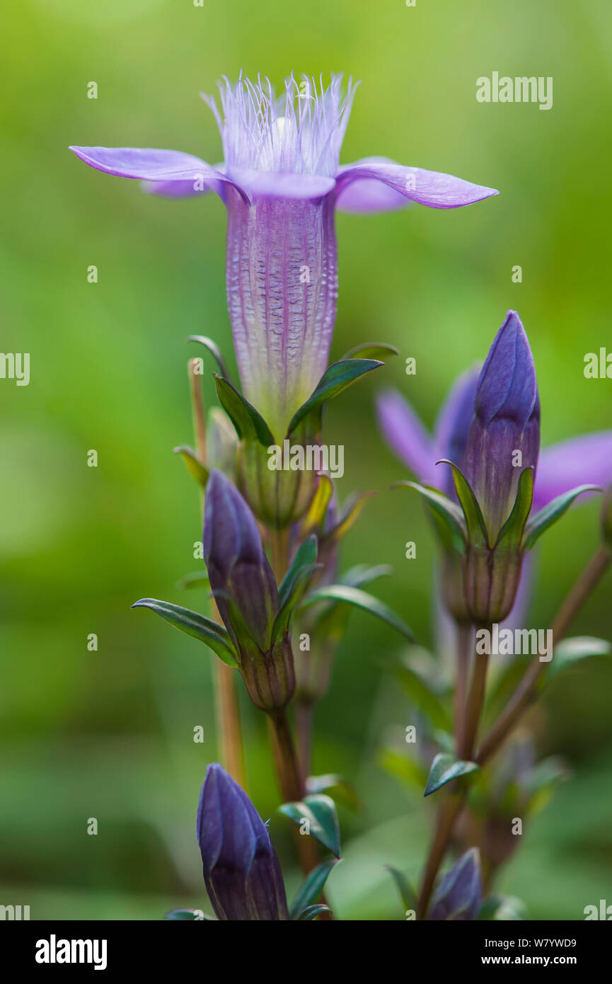 Chiltern genziana (Gentianella germanica), Kelheim, Baviera, Germania, Settembre. Foto Stock