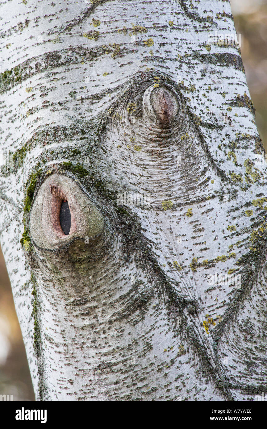 Poplar Tree (Populus sp) tronco con corteccia cresce su base di due rami che sono stati tagliati, Delta del Po, l'Italia, Novembre. Foto Stock