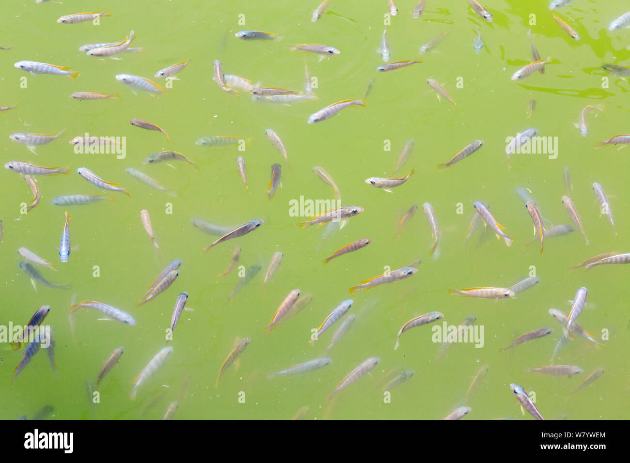 Serbatoi pieni di Malawi Cichlids, allevati per i pesci tropicali mercato. Senga Bay, Malawi. Novembre 2012. Foto Stock