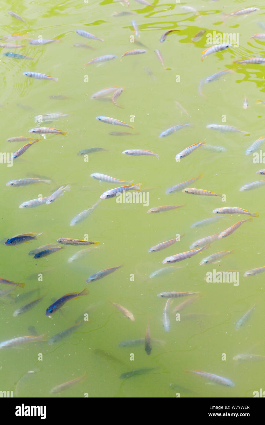 Serbatoi pieni di Malawi Cichlids, allevati per i pesci tropicali mercato. Senga Bay, Malawi. Novembre 2012. Foto Stock