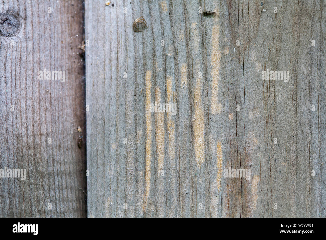 Tavoloni su edificio che mostra segni di alimentazione di vespe e calabroni, che masticano il legno per produrre la pasta di legno per i loro nidi. Sussex, Regno Unito, maggio. Foto Stock