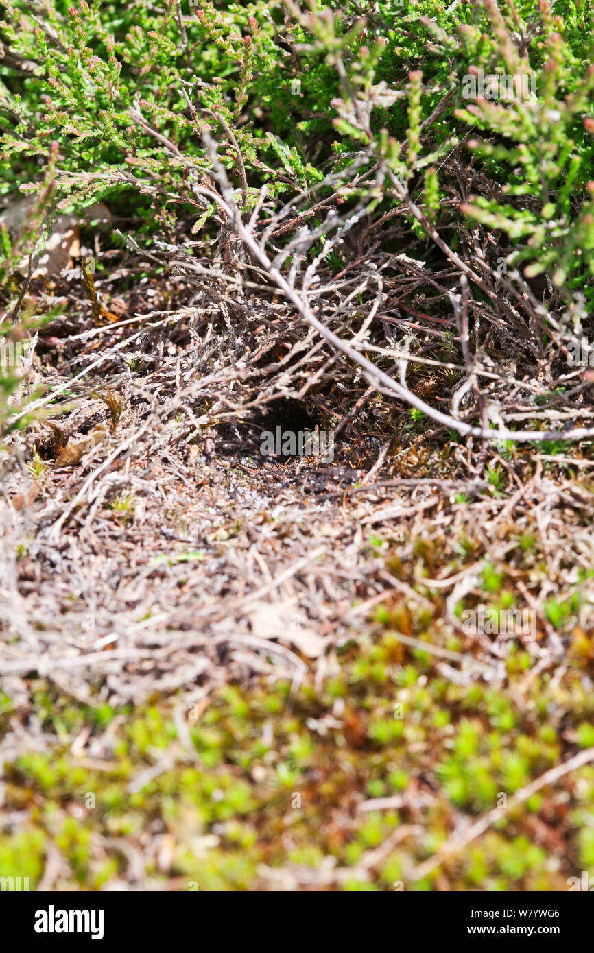Campo cricket burrow (Gryllus campestris) Sussex, Inghilterra, Regno Unito. Maggio. Foto Stock