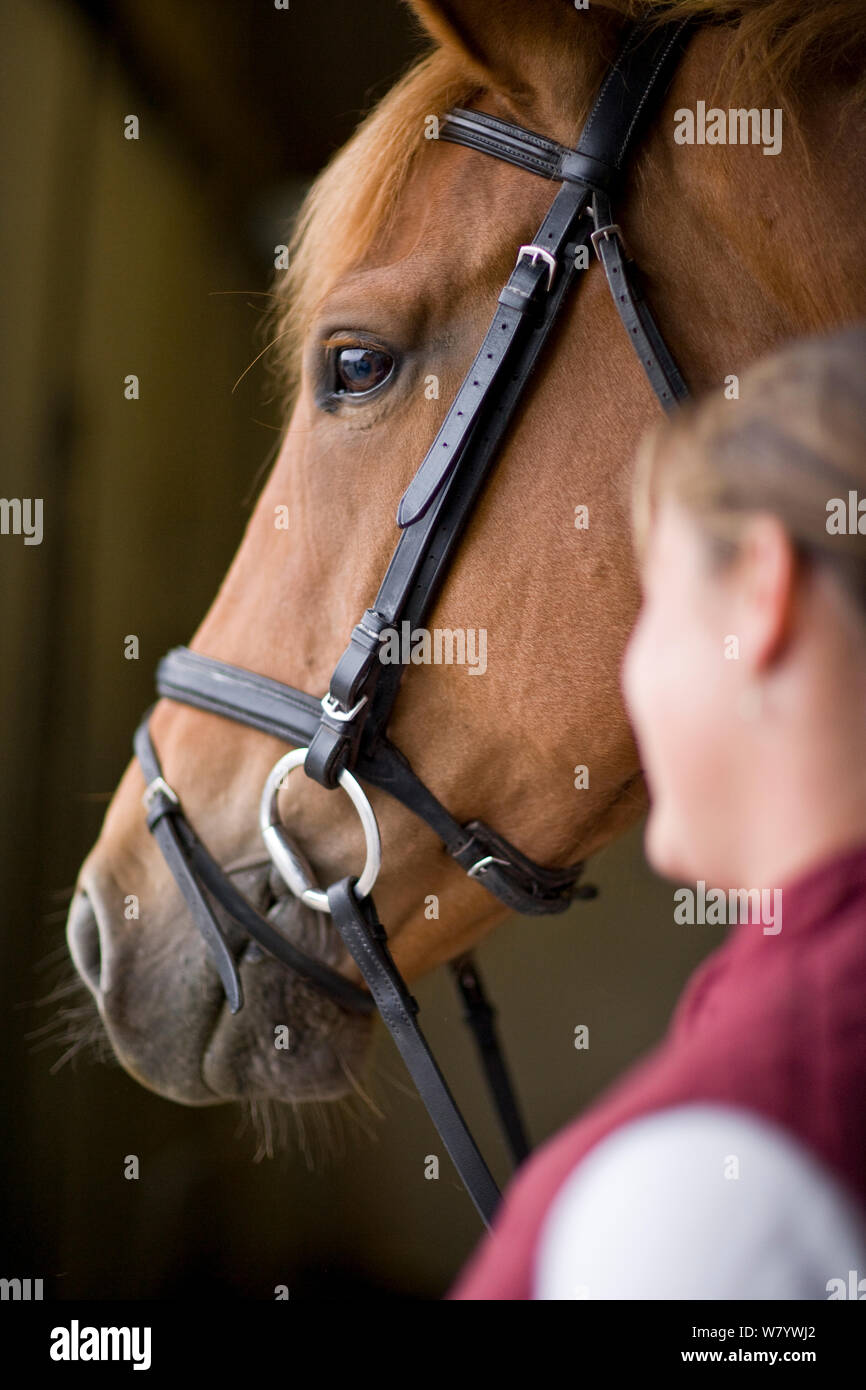 Ritratto di un imbrigliato cavallo marrone in piedi accanto ad esso femmina del proprietario. Foto Stock