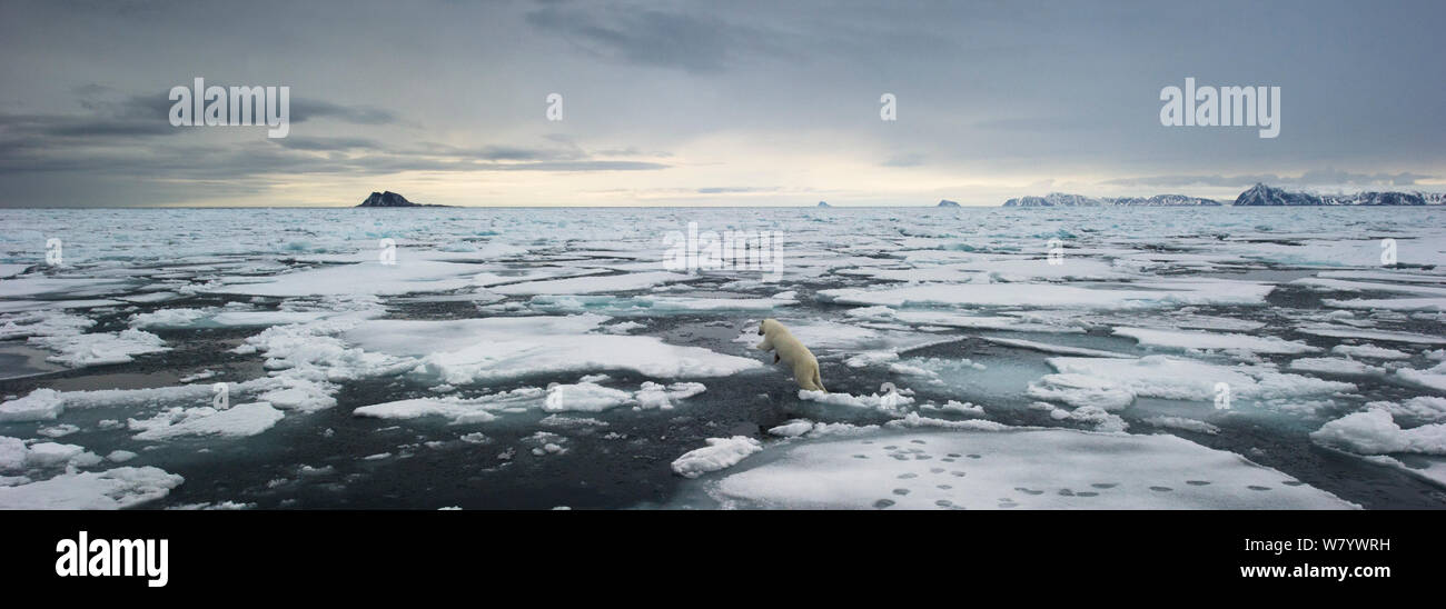 Orso polare (Ursus maritimus) saltando attraverso glaçon, con piedi stampe di iceberg, Svalbard, Norvegia, Agosto. Foto Stock