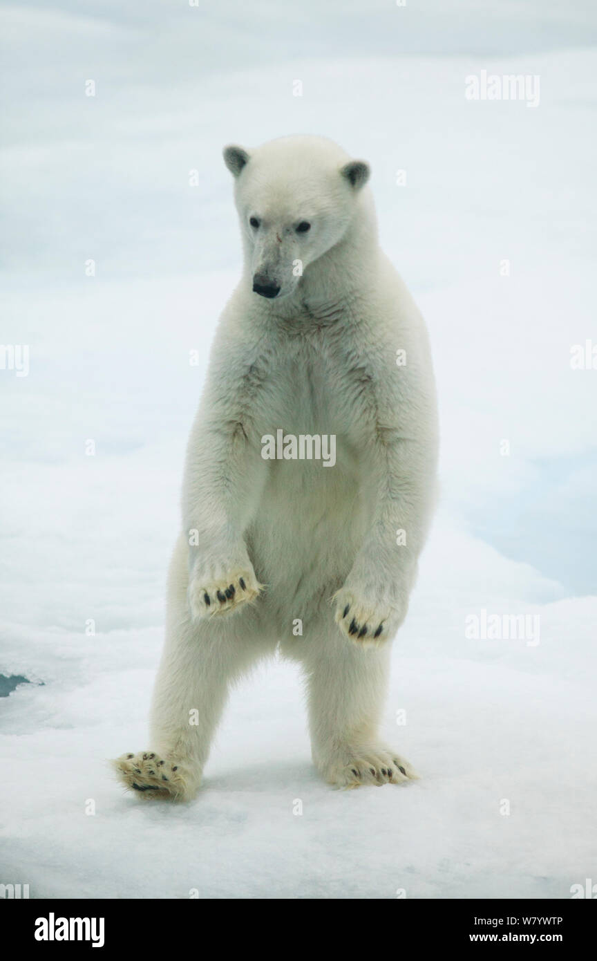 Orso polare (Ursus maritimus) in piedi sulle zampe posteriori, Svalbard, Norvegia, settembre. Foto Stock