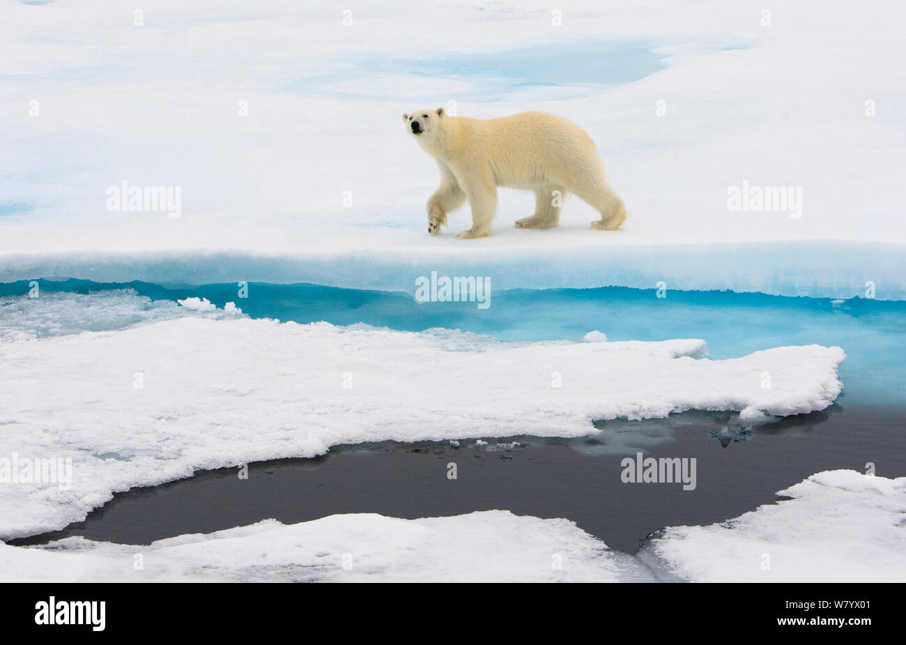 Cear polare (Ursus maritimus) Passeggiate sul ghiaccio, Spitsbergen, Svalbard, Norvegia, Luglio. Foto Stock