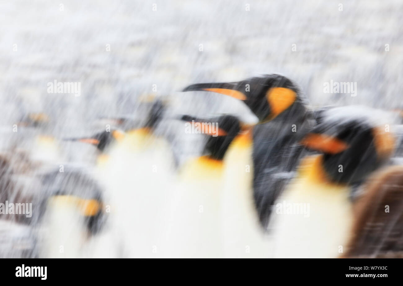Pinguino reale (Aptenodytes patagonicus) tornare indietro a piedi a Colonia, gruppo a piedi nella neve, Georgia del Sud e Isole Oceano Meridionale. Foto Stock