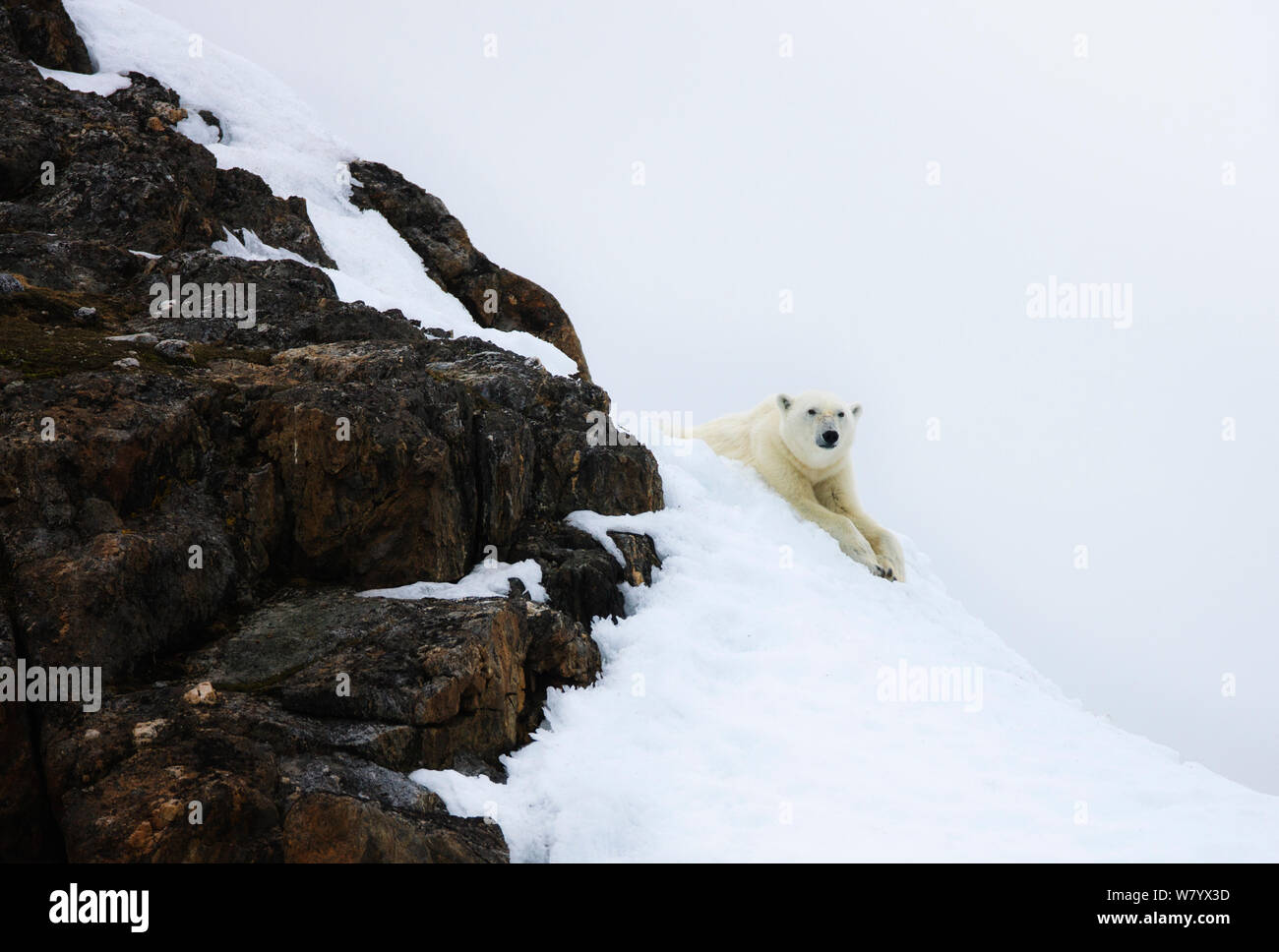 Orso polare (Ursus maritimius) in appoggio sul pendio nevoso, Spitsbergen, Svalbard, Norvegia, Giugno. Foto Stock