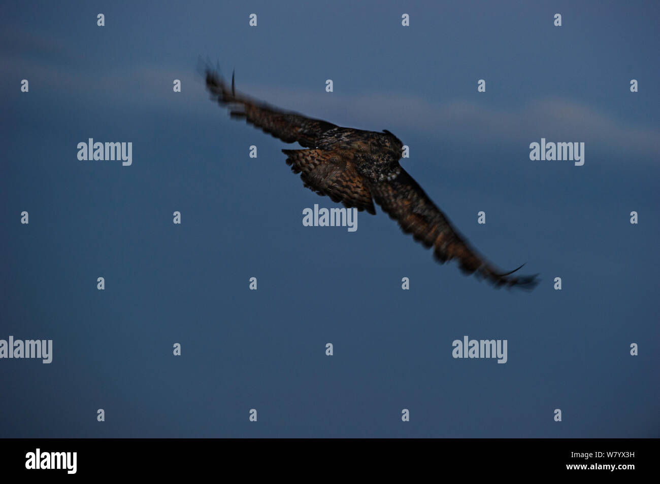 Gufo reale (Bubo bubo) in volo, Norvegia, Luglio. Foto Stock