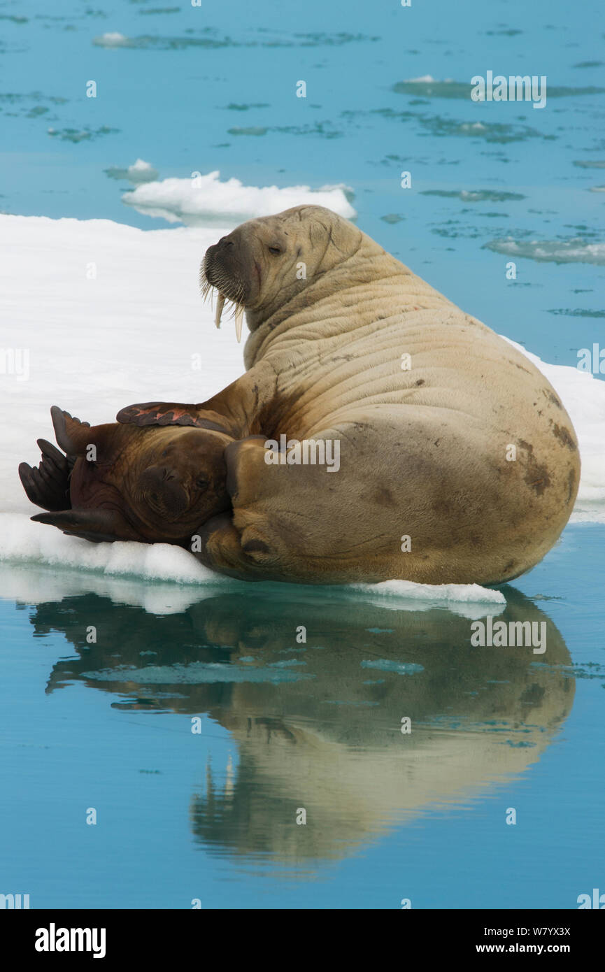 Tricheco (Odobenus rosmarus) la madre e il bambino su ghiaccio floe, Svalbard, Norvegia, Luglio. Foto Stock