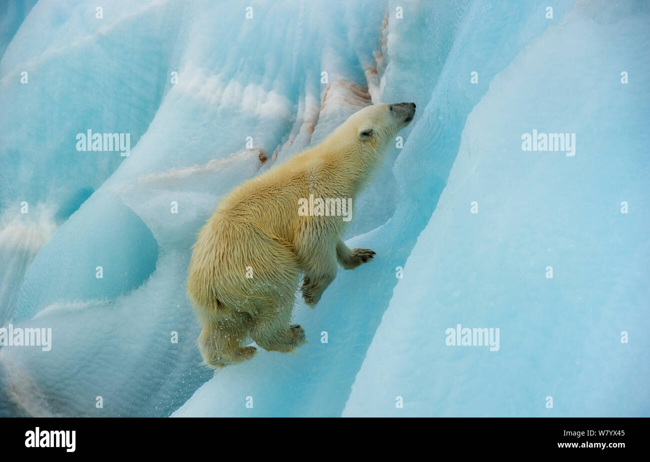 Orso polare (Ursus maritimus) Blu di arrampicata su ghiaccio, Nordaustlandet, Svalbard, Norvegia, Luglio. Foto Stock