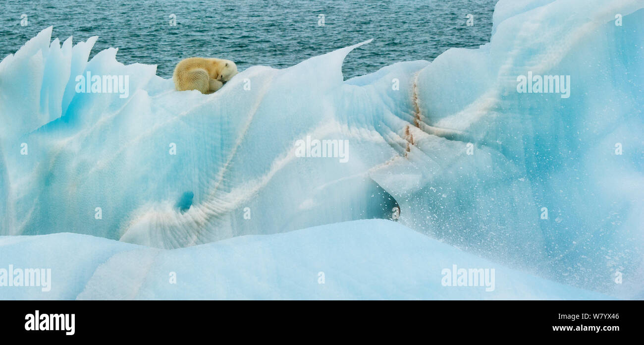 Orso polare (Ursus maritimus) poggiante su blu ghiaccio, Nordaustlandet, Svalbard, Norvegia, Luglio. Foto Stock