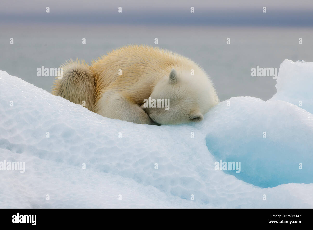 Orso polare (Ursus maritimus) di appoggio in ghiaccio, Nordaustlandet, Svalbard, Norvegia, Luglio. Foto Stock