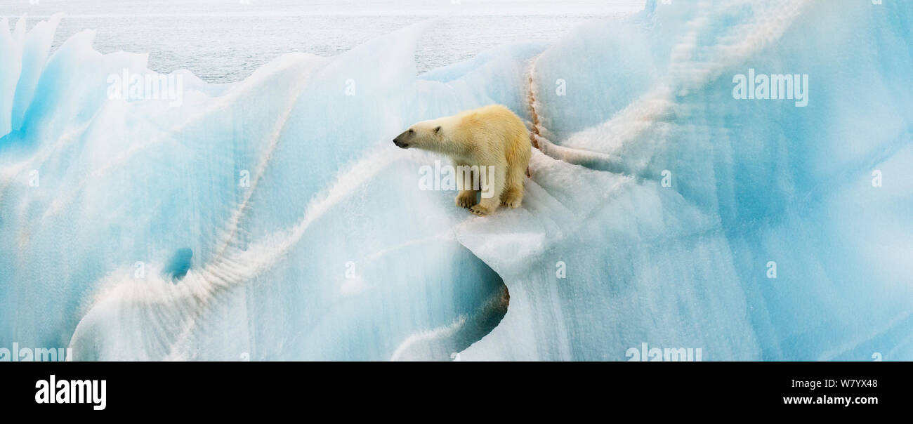 Orso polare (Ursus maritimus) arrampicata su ghiaccio blu, Nordaustlandet, Svalbard, Norvegia, Luglio. Foto Stock