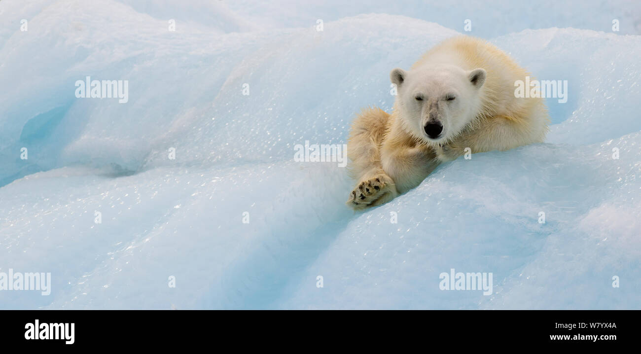 Orso polare (Ursus maritimus) di appoggio in ghiaccio, Nordaustlandet, Svalbard, Norvegia, Luglio. Foto Stock