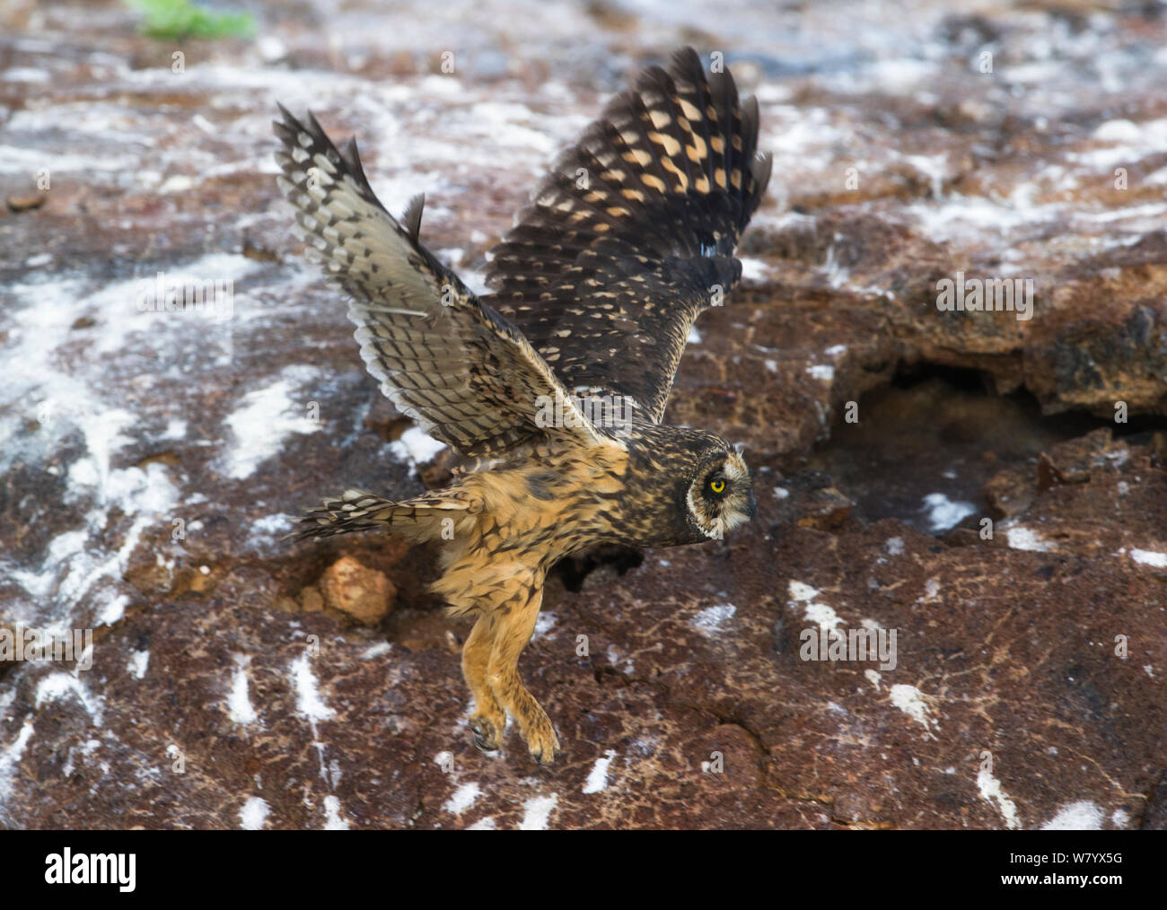 Le Galapagos corto-eared gufo comune (asio flammeus galapagoensis) in volo, Galapagos. Foto Stock