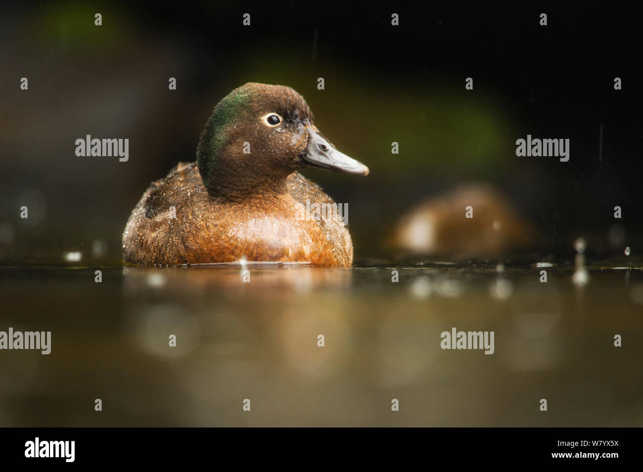 Campbell teal (Anas nesiotis) sull'acqua, Campbell, isole sub-antartiche della Nuova Zelanda. Novembre. Specie endemiche. Foto Stock