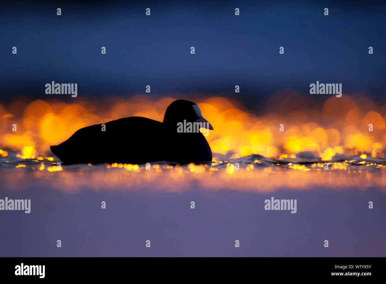 Nero la folaga (fulica atra) nuoto in tarda serata con bokeh influiscono sull'acqua, Oslo, Norvegia, gennaio. Foto Stock
