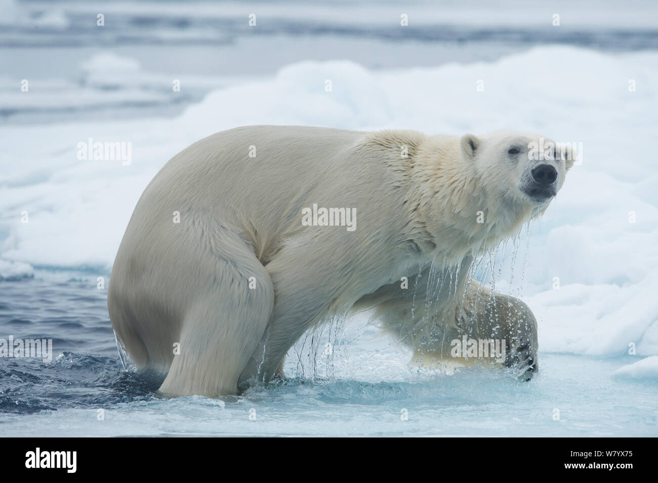 Orso polare (Ursus maritimus) emergenti dall'acqua su ghiaccio, Svalbard, Norvegia, Luglio. Foto Stock