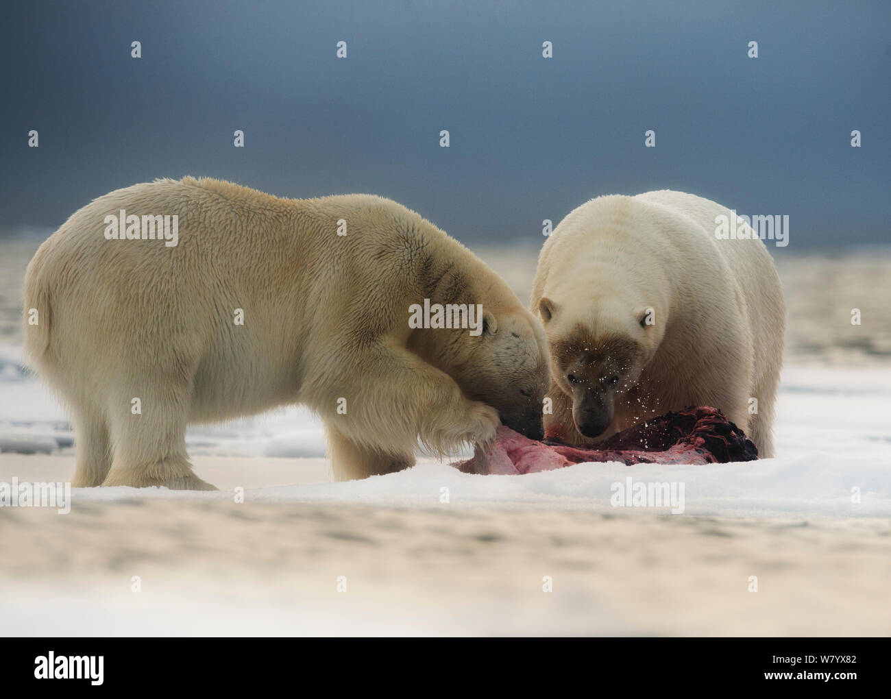 Gli orsi polari (Ursus maritimus) alimentazione, Svalbard, Norvegia. Luglio 2012. Foto Stock