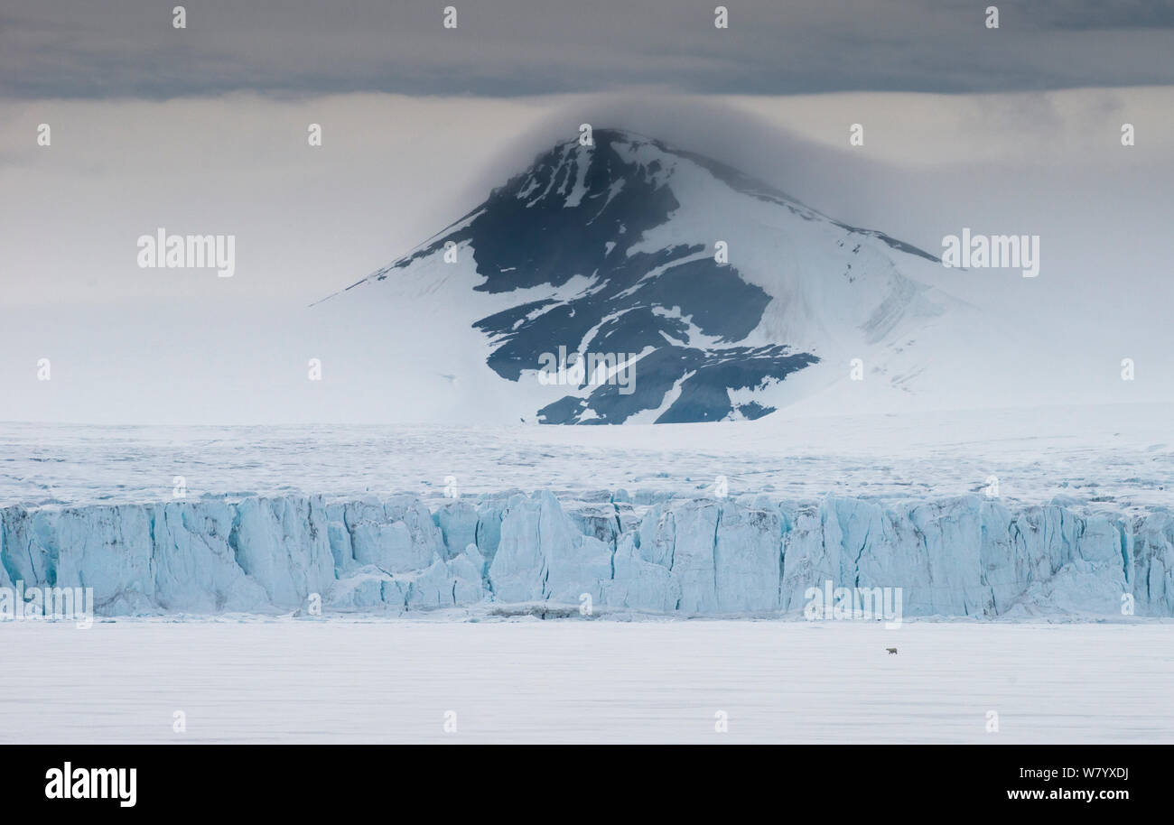 Orso polare (Ursus maritimus) in distanza, a piedi nella parte anteriore del ghiacciaio e picco di montagna, Spitsbergen, Svalbard, Norvegia, Giugno. Foto Stock