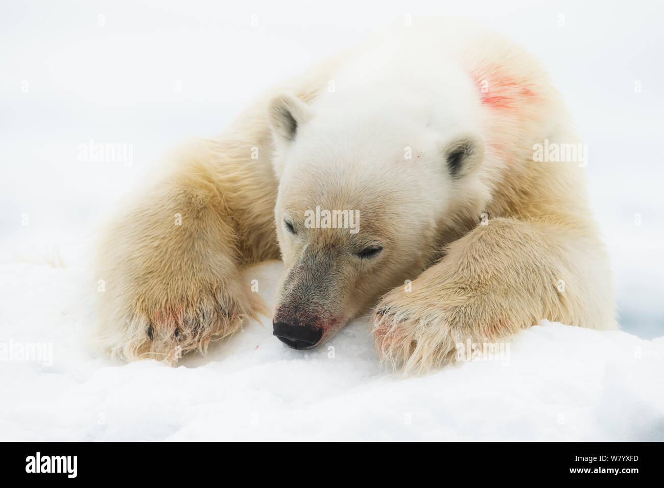 Orso polare (Ursus maritimus) appoggiato sulla neve, Svalbard, Norvegia, Luglio. Foto Stock