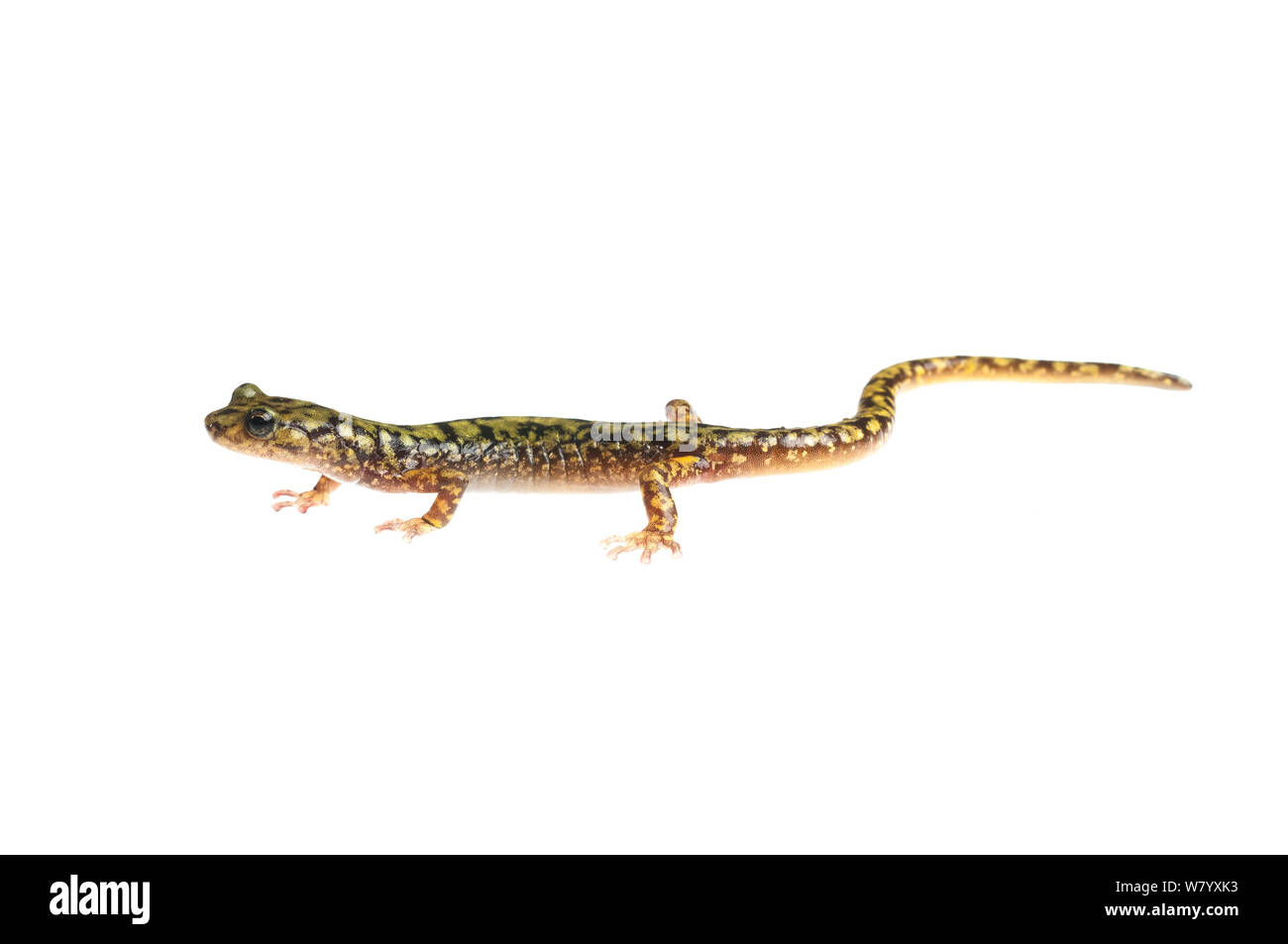 Salamandra verde (Aneides aeneus) Tishomingo parco statale, Mississippi, STATI UNITI D'AMERICA, Aprile. Progetto Meetyourneighbors.net Foto Stock