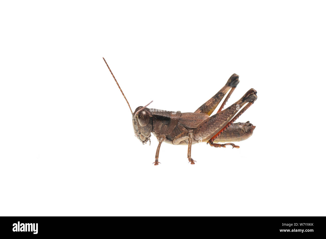 Scudder&#39;s short-wing grasshopper (Melanoplus scudderi) Oxford, Mississippi, STATI UNITI D'AMERICA, Marzo. Progetto Meetyourneighbors.net Foto Stock