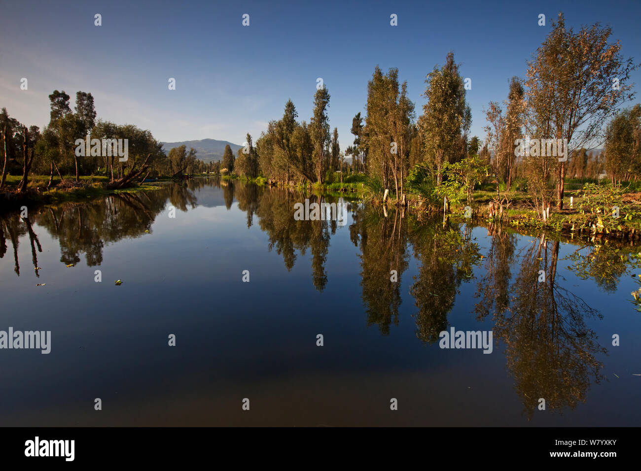 Canal tra chinampas, una zona umida sistema agricolo. Xochimilco zone umide, Città del Messico, Settembre Foto Stock