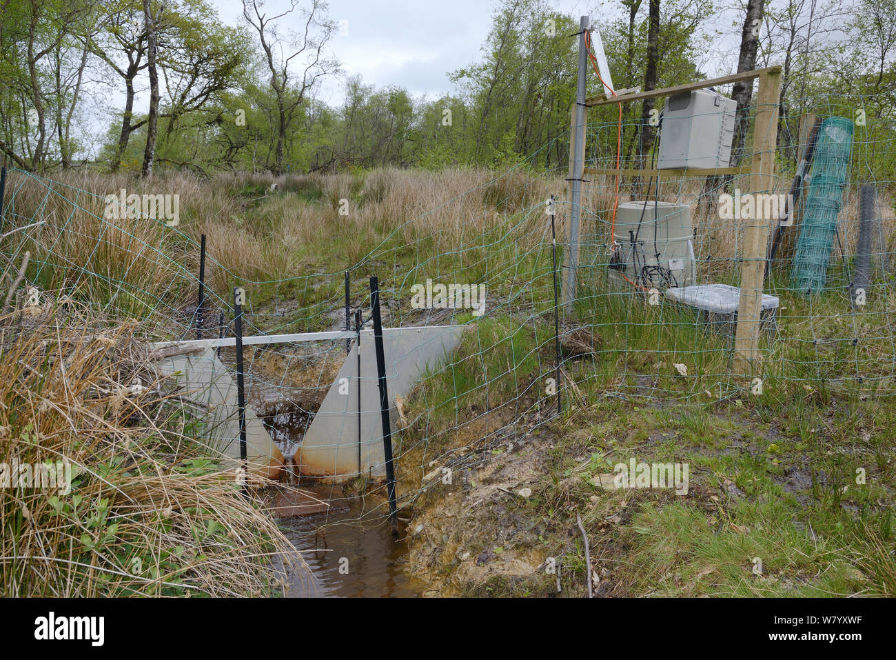 V-dam stazione di misurazione il monitoraggio del flusso di acqua e di qualità al di sotto di una serie di dighe costruite dai castori eurasiatica (Castor fiber) entro l'involucro, Devon Beaver Progetto, Devon Wildlife Trust, Devon, Regno Unito, maggio. Foto Stock