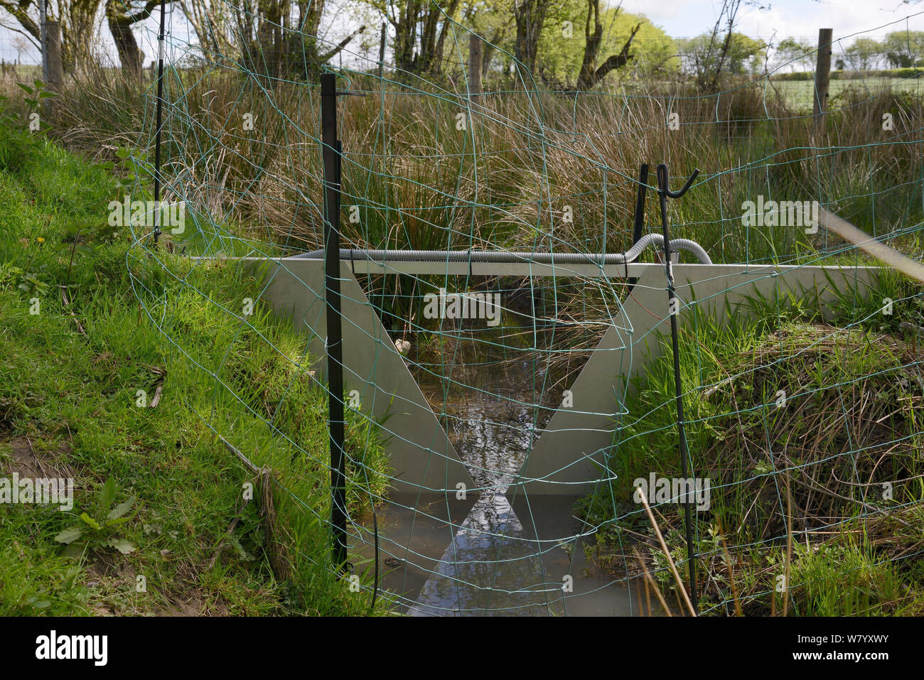 V-dam stazione di misurazione il monitoraggio del flusso di acqua e di qualità al di sopra di una serie di dighe costruite dai castori eurasiatica (Castor fiber) entro il contenitore grande, Devon Beaver Progetto, Devon Wildlife Trust, Devon, Regno Unito, maggio. Foto Stock