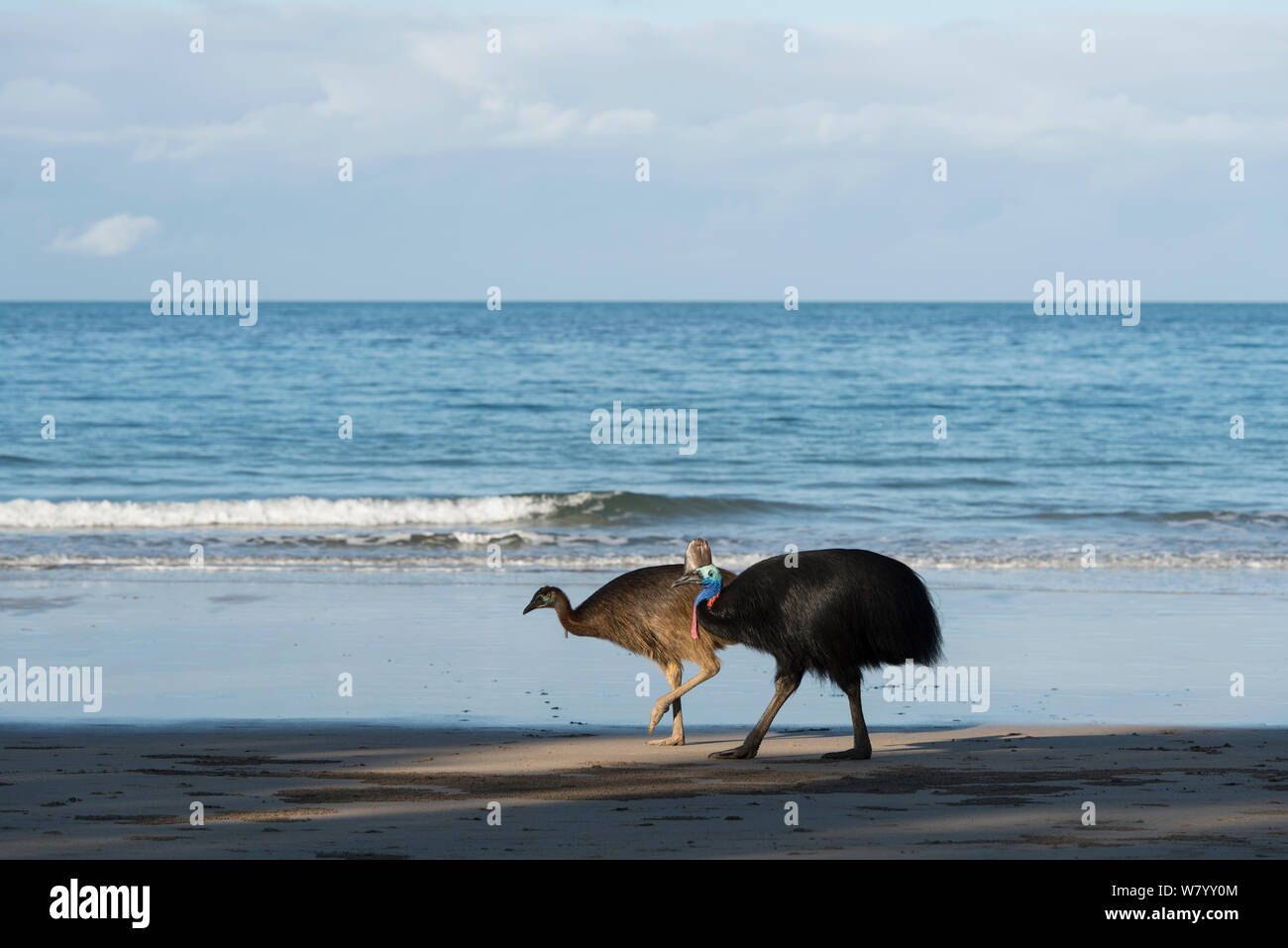 Casuario meridionale (Casuarius casuarius) per adulti e giovani sulla spiaggia, Etty Bay, Queensland, Australia. Non disponibile per l'uso in Germania, Austria e Svizzera. Foto Stock