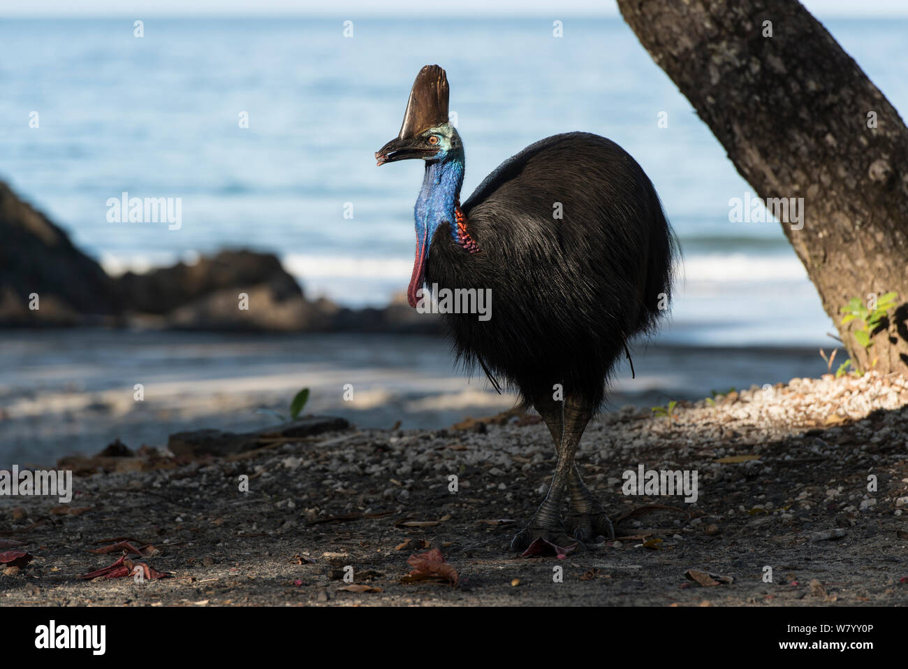 Casuario meridionale (Casuarius casuarius) sulla spiaggia, Etty Bay, Queensland, Australia. Non disponibile per l'uso in Germania, Austria e Svizzera. Foto Stock