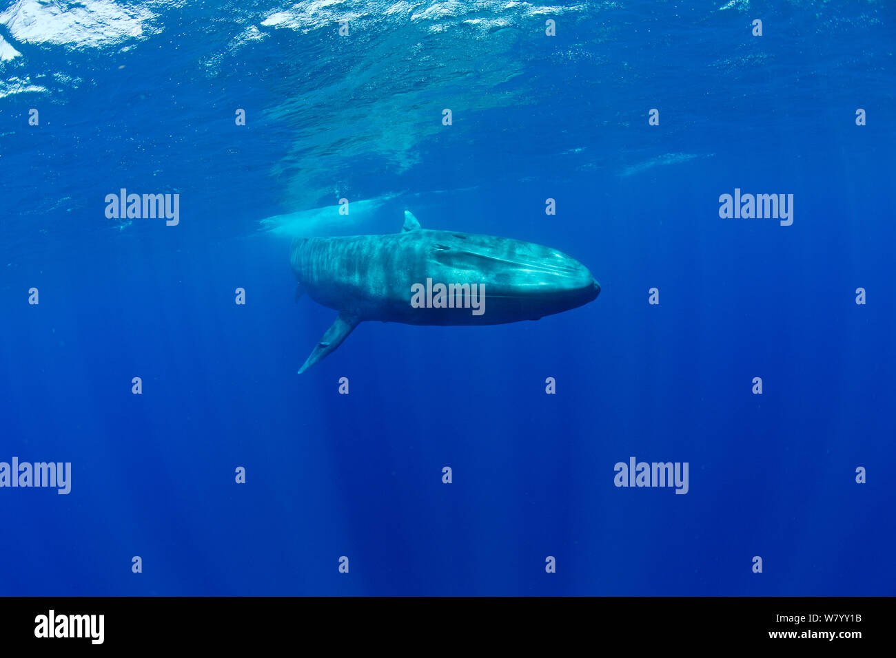 Pigmei balena blu (Balaenoptera musculus brevicauda) Mirissa, Sri Lanka, Oceano Indiano. Specie in via di estinzione. Sottospecie di balena blu. Foto Stock