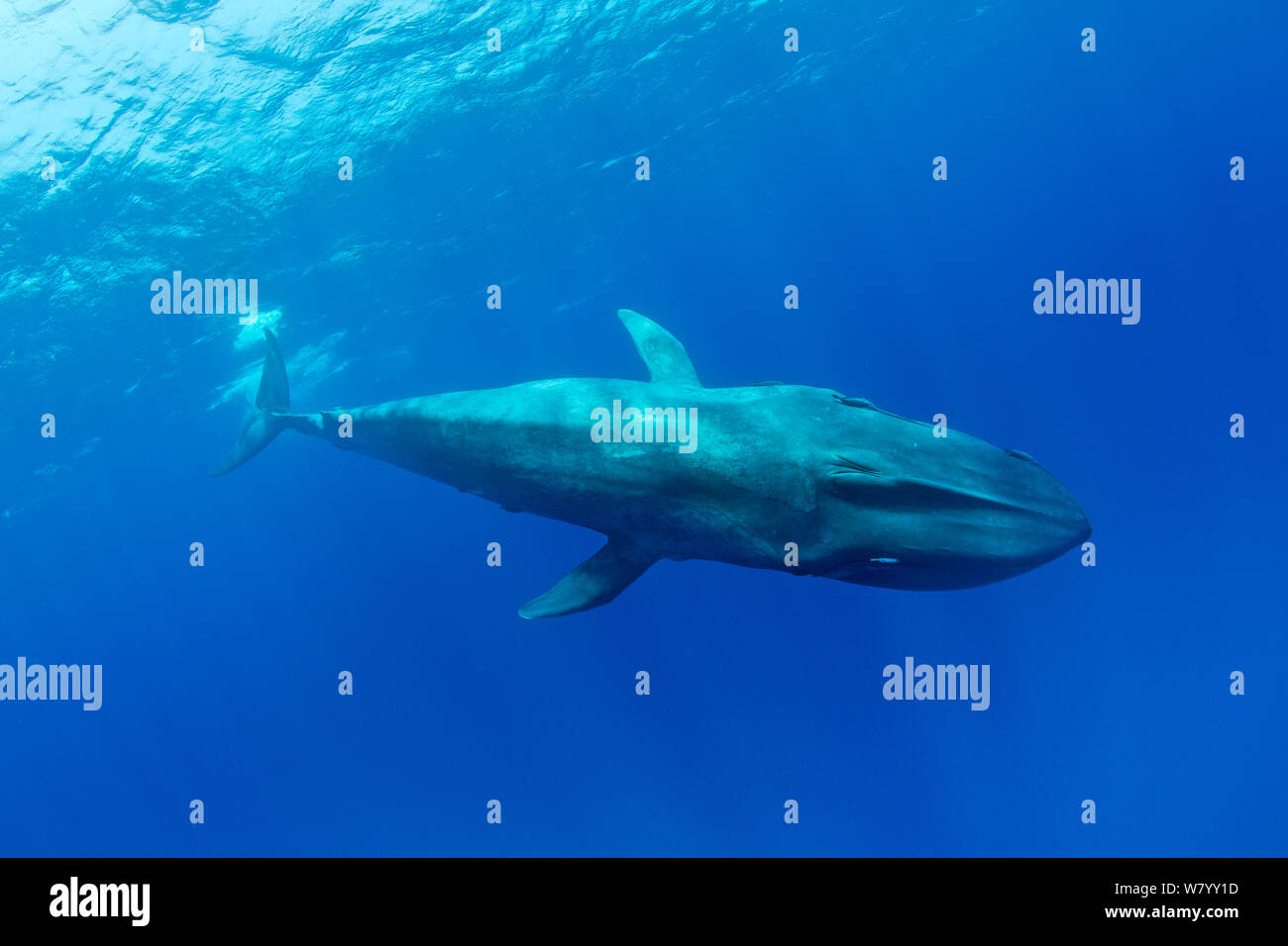 Pigmei balena blu (Balaenoptera musculus brevicauda) Mirissa, Sri Lanka, Oceano Indiano. Specie in via di estinzione. Sottospecie di balena blu. Foto Stock