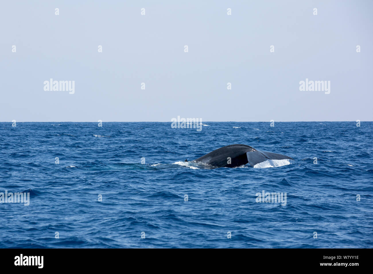 Coda di pigmeo di balena blu (Balaenoptera musculus brevicauda) in corrispondenza della superficie, Mirissa, Sri Lanka, Oceano Indiano. Specie in via di estinzione. Sottospecie di balena blu. Foto Stock
