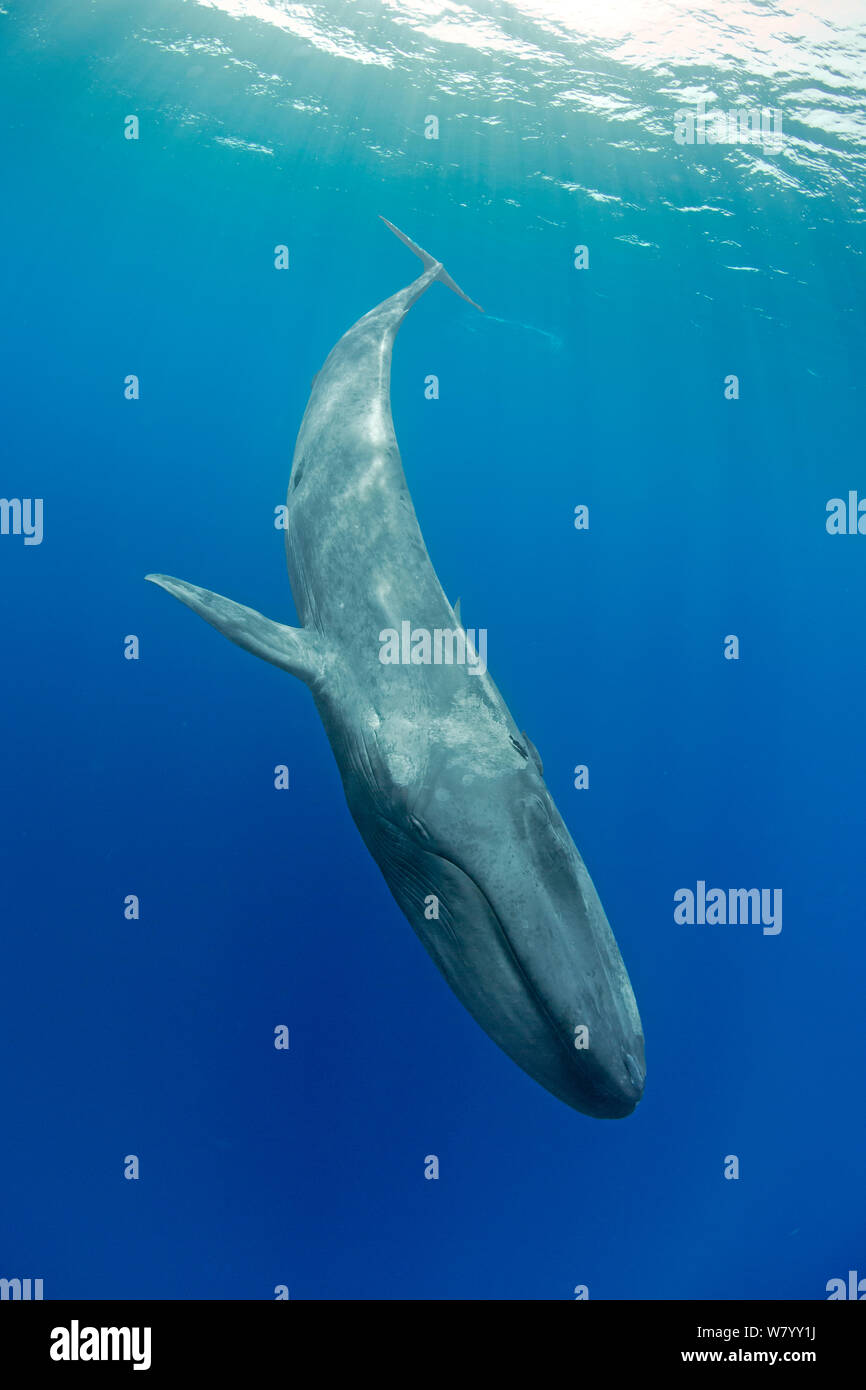 Pigmei balena blu (Balaenoptera musculus brevicauda) immersioni verso il basso, Mirissa, Sri Lanka, Oceano Indiano. Specie in via di estinzione. Sottospecie di balena blu. Foto Stock