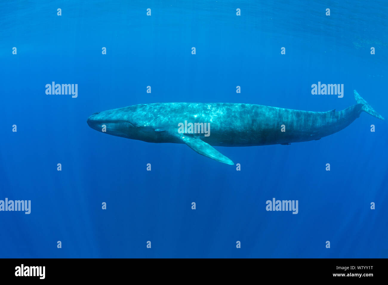 Pigmei balena blu (Balaenoptera musculus brevicauda) Mirissa, Sri Lanka, Oceano Indiano. Specie in via di estinzione. Sottospecie di balena blu. Foto Stock