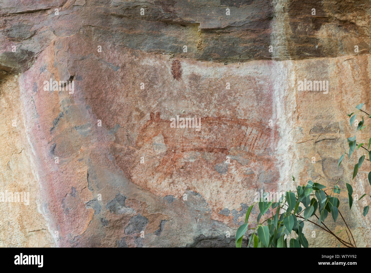 Arte rupestre degli Aborigeni di estinzione Thylacine (Thylacinus cynocephalus) Kakadu National Park, il Territorio del Nord, l'Australia. Dicembre 2012. Foto Stock