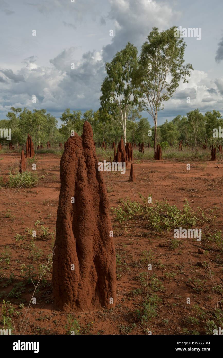 Termite tumuli, Territorio del Nord, l'Australia. Foto Stock